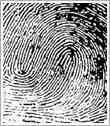 dmit fingerprint